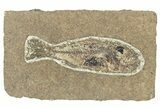 Oligocene Fossil Percoid Fish (Oligoserranoides) - Poland #320638-1